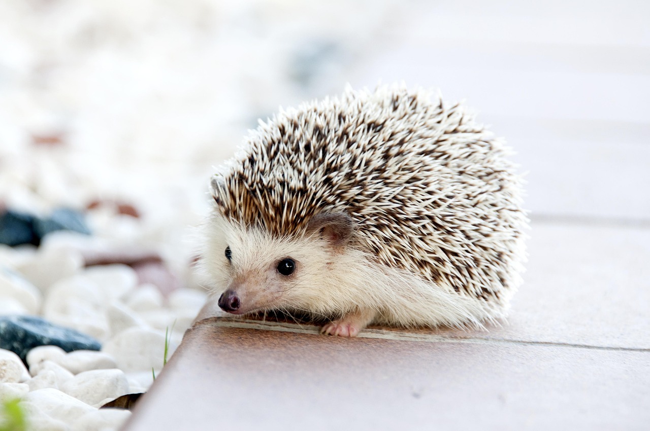 What to Ask Before Switching Your PET Packaging Supplier