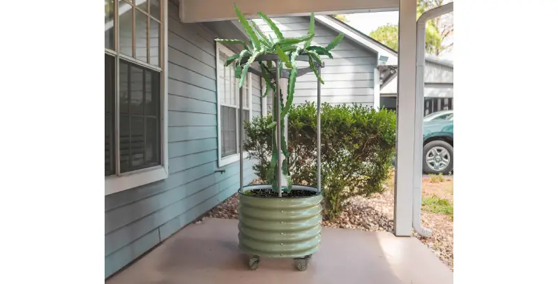 Raised Garden Beds: The Perfect Solution For Small Gardening Spaces
