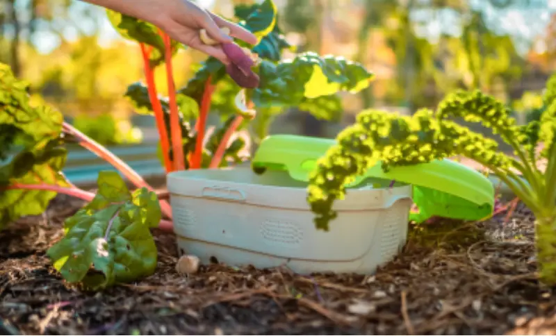 raised garden beds