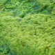spirulina farming solution