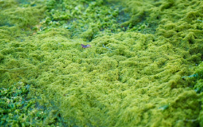 spirulina farming solution