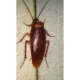 cockroach exterminator in Vaughan
