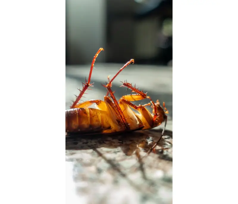  cockroach exterminator in Vaughan 